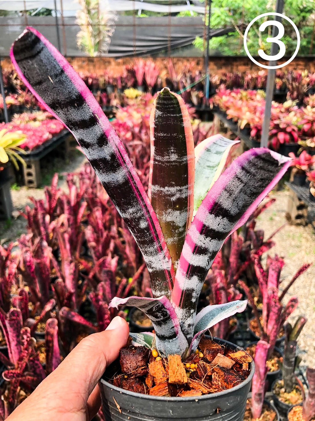 エクメア オットー Aechmea Otto｜ブロメリア タンク系 観葉植物 Otto