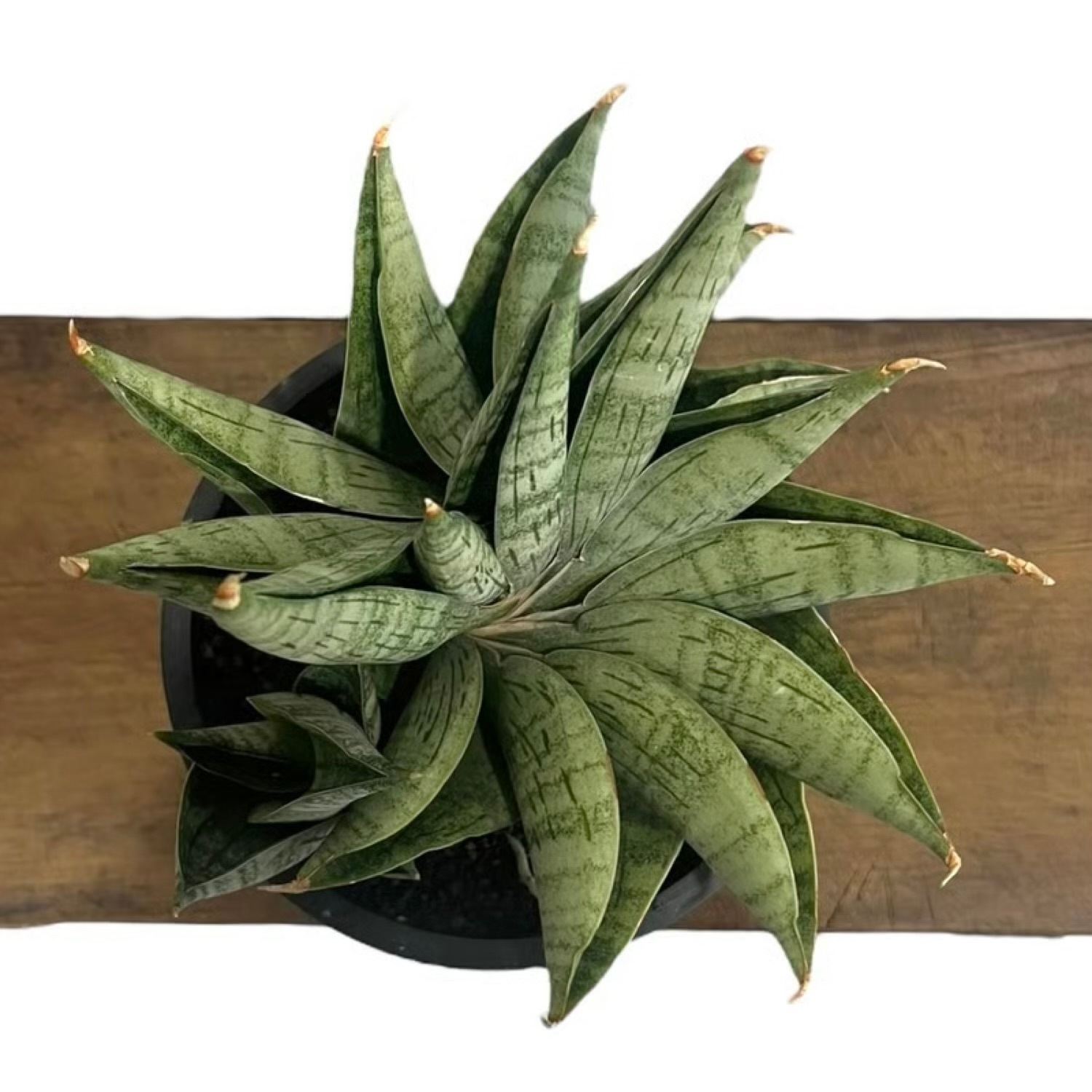 サンセベリア(サンスベリア) ライオン ハート Sansevieria Lion Heart