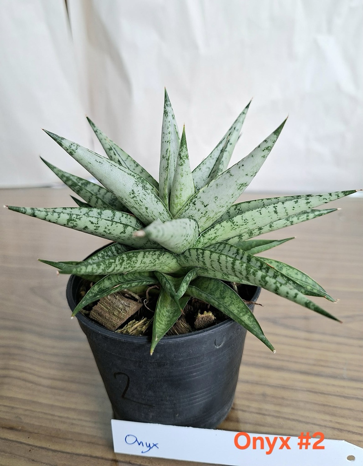 サンセベリア オニキス Sansevieria Onyx｜Unyamanee Garden 希少観葉