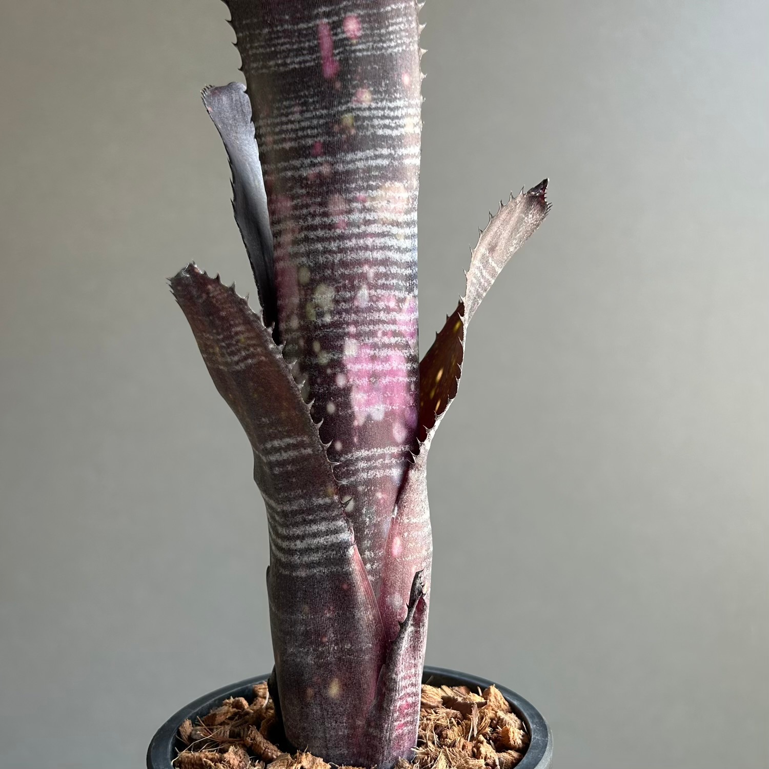 ビルベルギア オビワン② 大きめ 抜き苗 タンクブロメリア 観葉植物 ビルベルギア オビ-ワン｜Otto氏育成・BLUE NAME TAG付 希少タンク