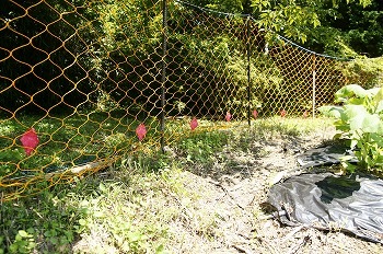 �ϥ��ӥ���ʤ�ƨ����? ������15�ĥ��åȡ�15��OFF���ۡ��ó� �ϥ��ӥ������ Ȫ�ﳲ��ŷ��΢ʵǢ�ﳲ�к� ���򥰥å�