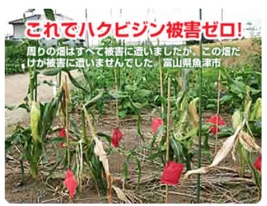 �ϥ��ӥ���ʤ�ƨ����? ������15�ĥ��åȡ�15��OFF���ۡ��ó� �ϥ��ӥ������ Ȫ�ﳲ��ŷ��΢ʵǢ�ﳲ�к� ���򥰥å�