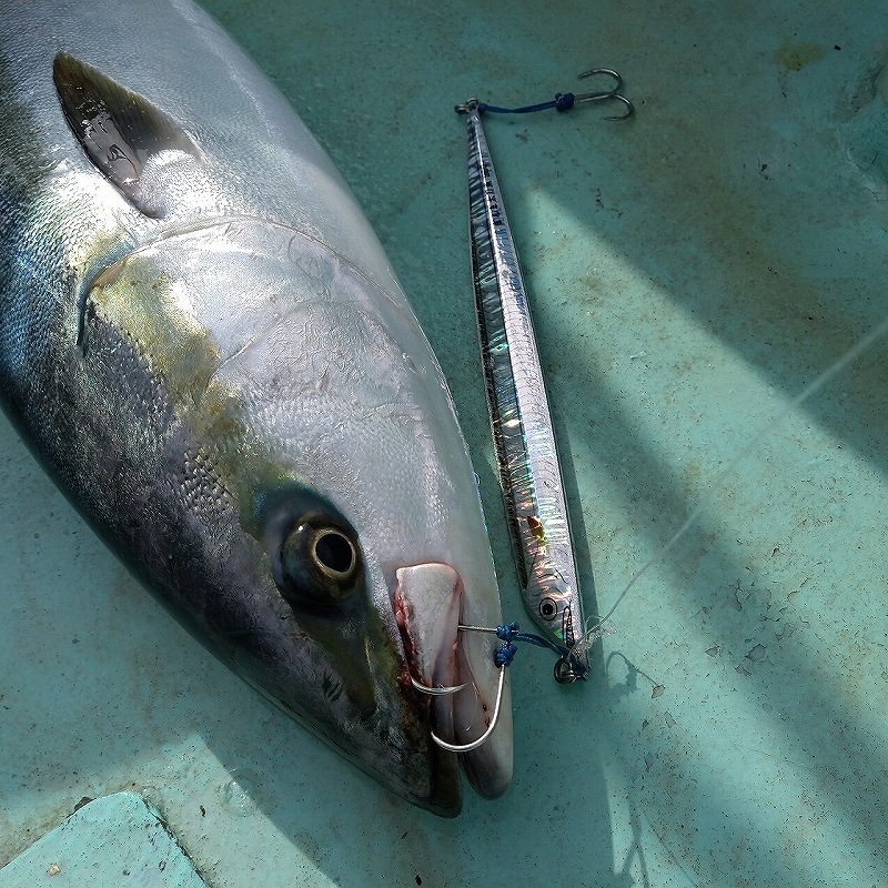 まんま太刀魚 02:ウェーブホロ