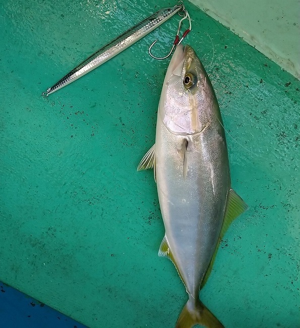 まんま太刀魚 04:レンズホログローベリー