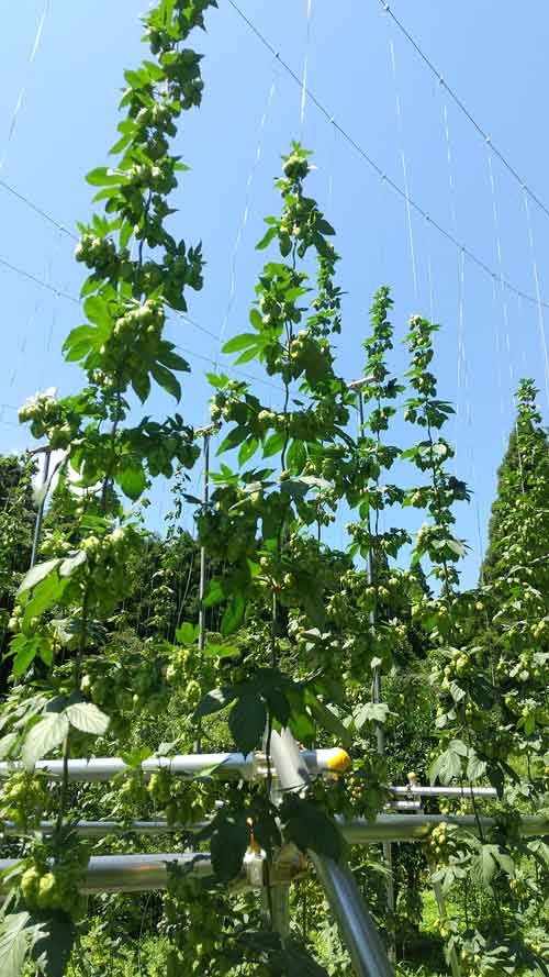 ���ɲá� 2025/11/28ȯ�� �� ���̸��� �ϥӡ��� ������������������֤䤫�Фι�ꡪ ���ޤ͸����ӡ��� �������ӥ���2025 Fresh HOP 300ml�� M ���ۥå� �� ������ �� ���� �ե�å���ۥå� �ӡ��� ����եȥӡ��� craftbeer beer