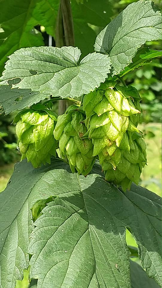 ���ɲá� 2025/11/28ȯ�� �� ���̸��� �ϥӡ��� ������������������֤䤫�Фι�ꡪ ���ޤ͸����ӡ��� �������ӥ���2025 Fresh HOP 300ml�� M ���ۥå� �� ������ �� ���� �ե�å���ۥå� �ӡ��� ����եȥӡ��� craftbeer beer