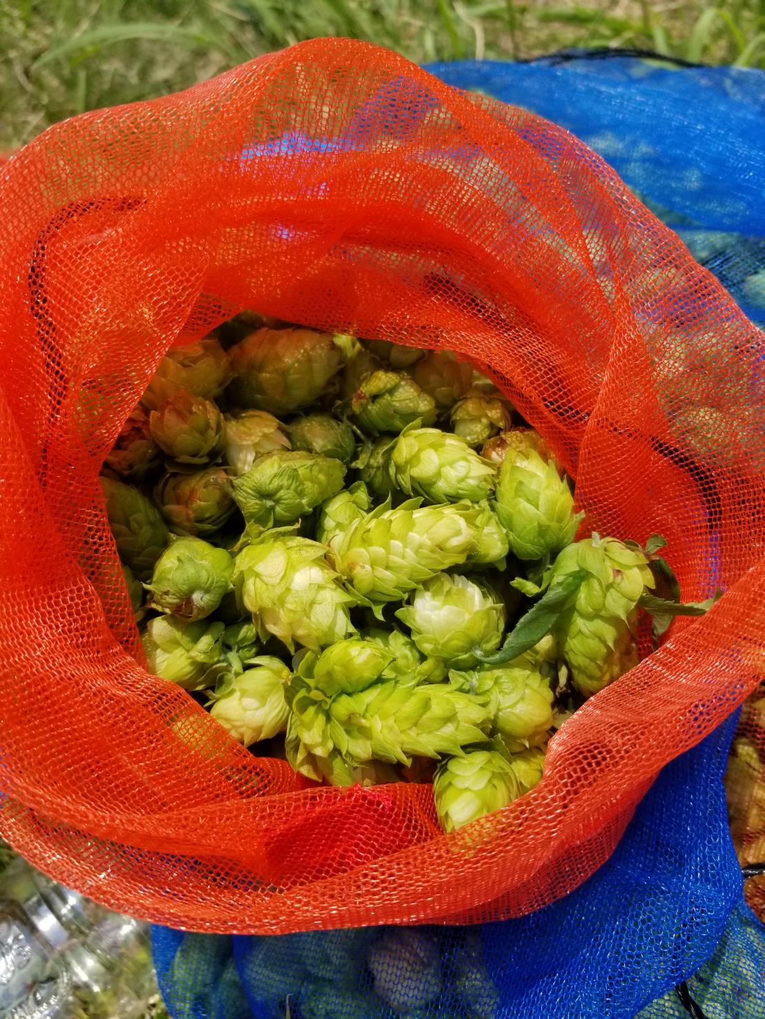 �� �ɲá�2025/11/28ȯ�� �� ���̸��� �ϥӡ��� ������������������֤䤫�Фι�ꡪ ���ޤ͸����ӡ��� �������ӥ���2025 Fresh HOP 350ml�� M ���ۥå� �� ������ �� ���� �ե�å���ۥå� �ӡ��� ����եȥӡ��� craftbeer beer