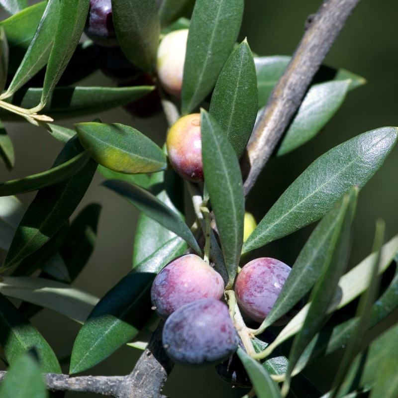 ���쥢����ࡦ�������ȥ����������䥪�꡼�֥����� 750ml��OLEAURUM 750ml