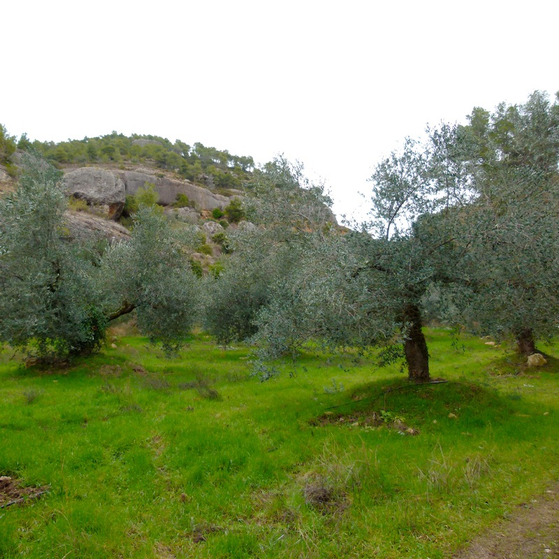 ���쥢����ࡦ�������ȥ����������䥪�꡼�֥����� 750ml��OLEAURUM 750ml