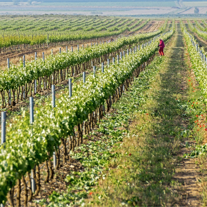 �����祢�������ɡ��ǡ��饰��ޡ�Ochoa Rosado de Lagrima