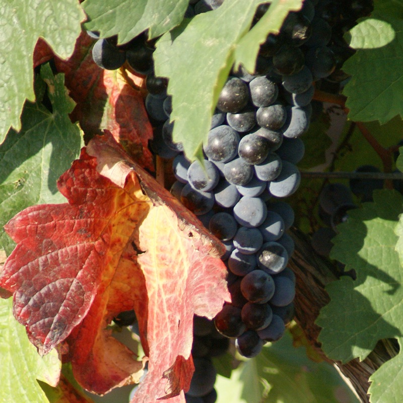 �����祢�������ɡ��ǡ��饰��ޡ�Ochoa Rosado de Lagrima