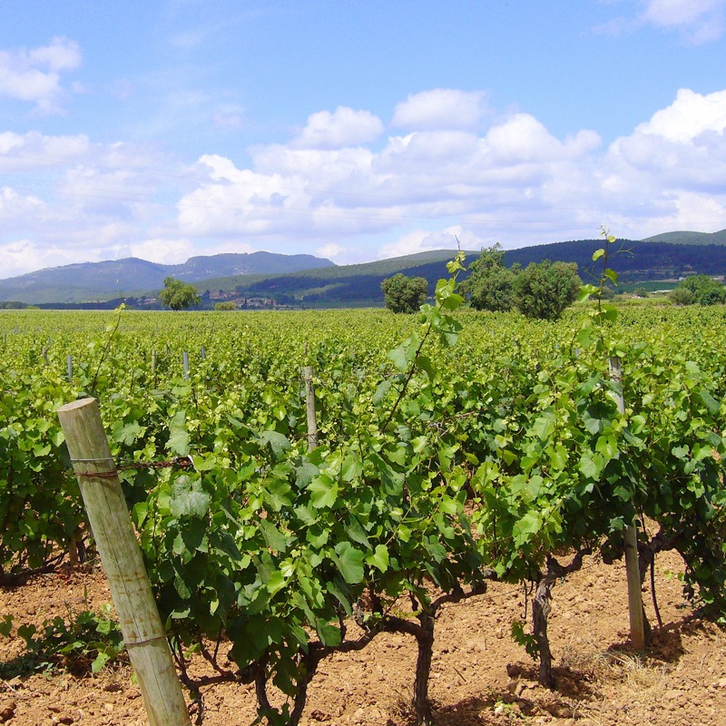 ٥㡦󡦥쥻СRovellats Gran Reserva