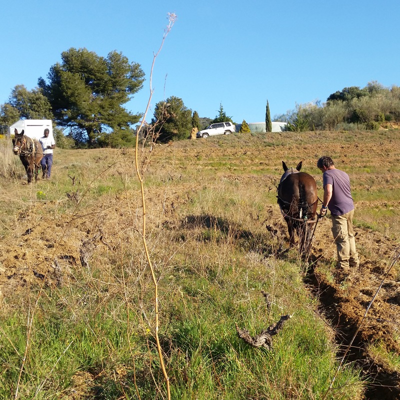 �����������֥�󥳡�Auseta Blanco