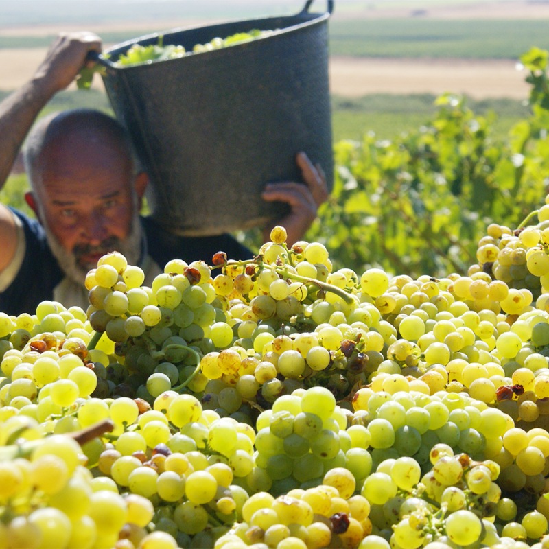 祢֥󥳡Ochoa Blanco