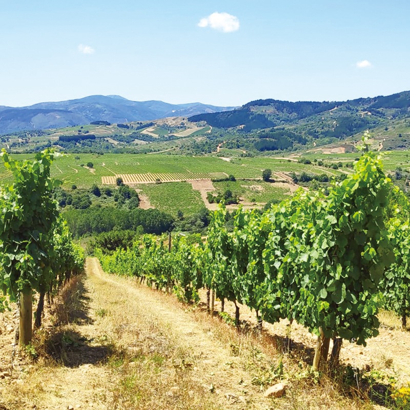 ڴ磻ۡƥ̥ǡ 2024Tilenus Godello 2024