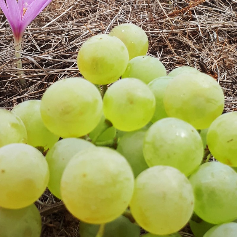 ڴ磻ۡƥ̥ǡ 2024Tilenus Godello 2024