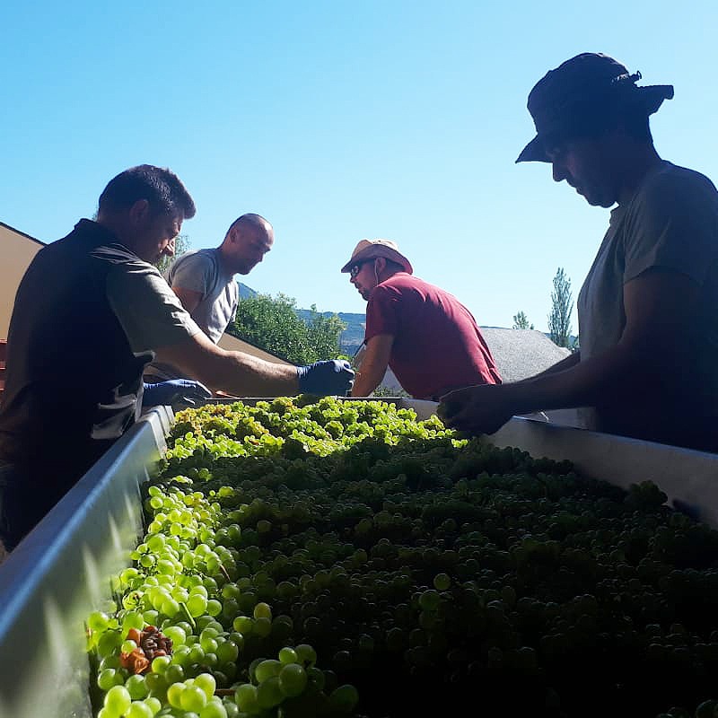 ڴ磻ۡƥ̥ǡ 2024Tilenus Godello 2024