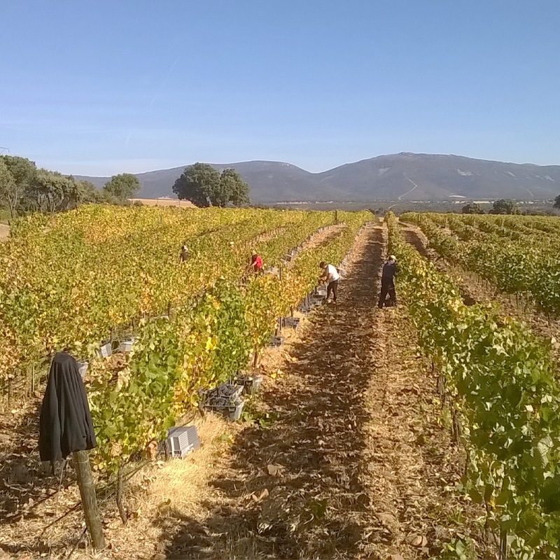 ǥǥ롦ꥵ롦ɥ͡Dehesa del Carrizal Chardonnay