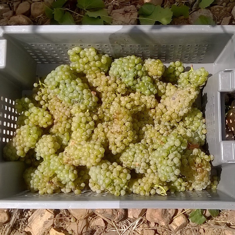 ǥǥ롦ꥵ롦ɥ͡Dehesa del Carrizal Chardonnay