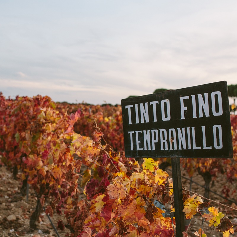 륹ꥢ󥵡Arzuaga Crianza