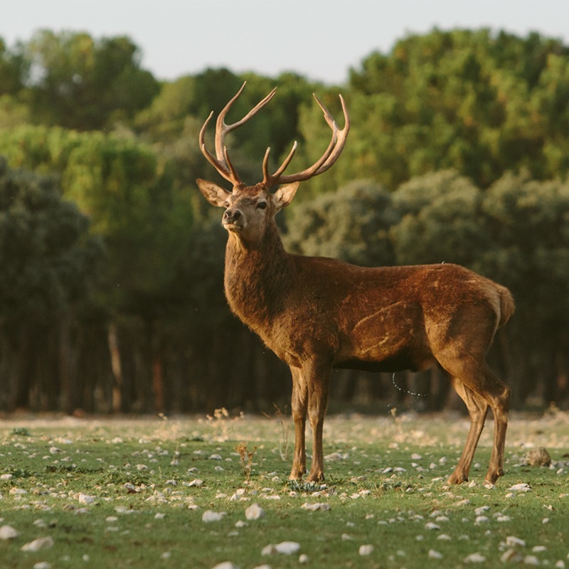 ���륹����������󡦥쥻��С�Arzuaga Gran Reserva