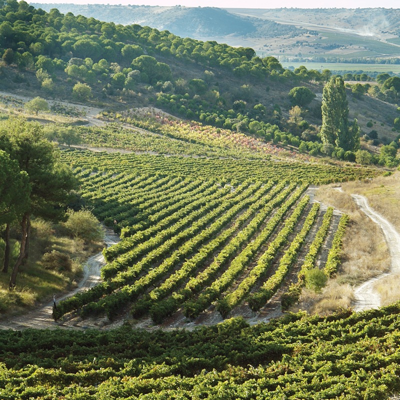 ���륹����������󡦥쥻��С�Arzuaga Gran Reserva