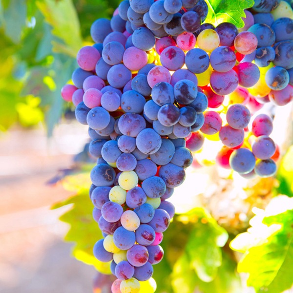 ɥ󡦥إCasa don Angel