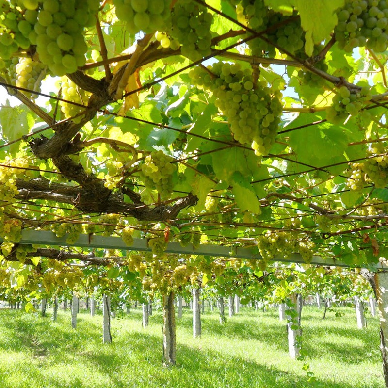 �ޥ롦�ǡ�����٥���Mar De Envero