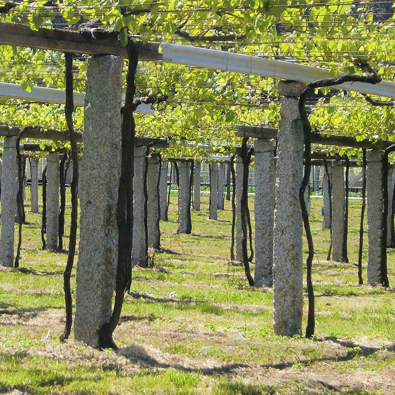 �ޥ롦�ǡ�����٥���Mar De Envero