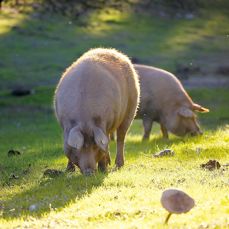 MONTARAZ ���٥ꥳ�ڸ��������䥸��ѥ󡦥��åȡ����ܡ��ǡ�����ݡ������ˡ�MONTARAZ Cabecero Iberico Japanese Cut Cebo de Campo