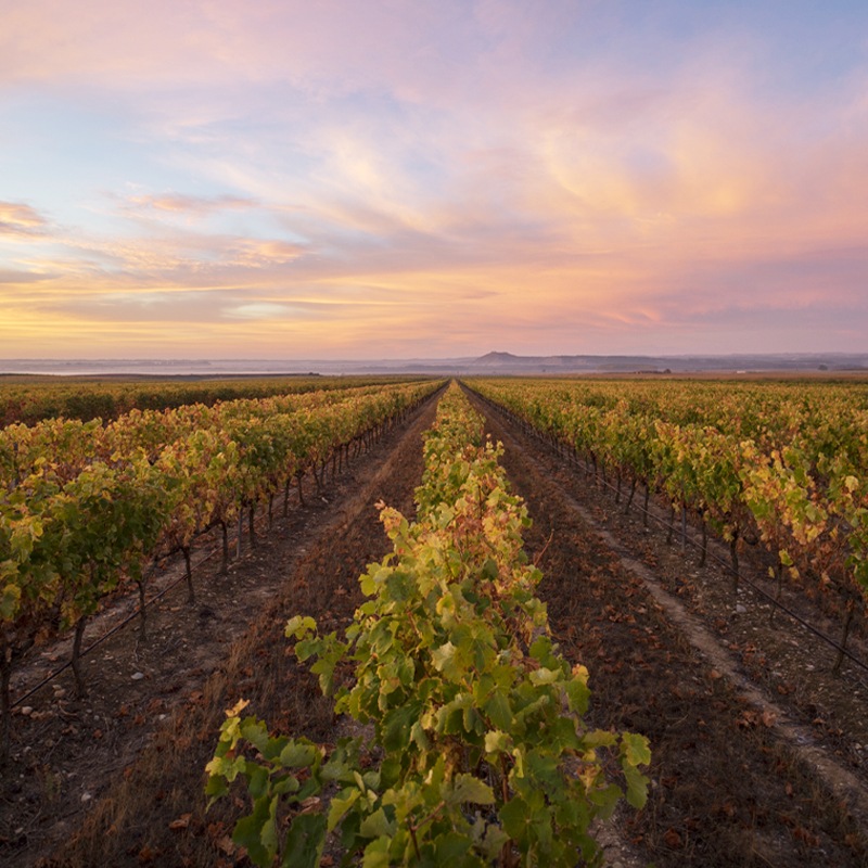 �����祢���ߥ롦���饷������Ochoa Mil Gracias