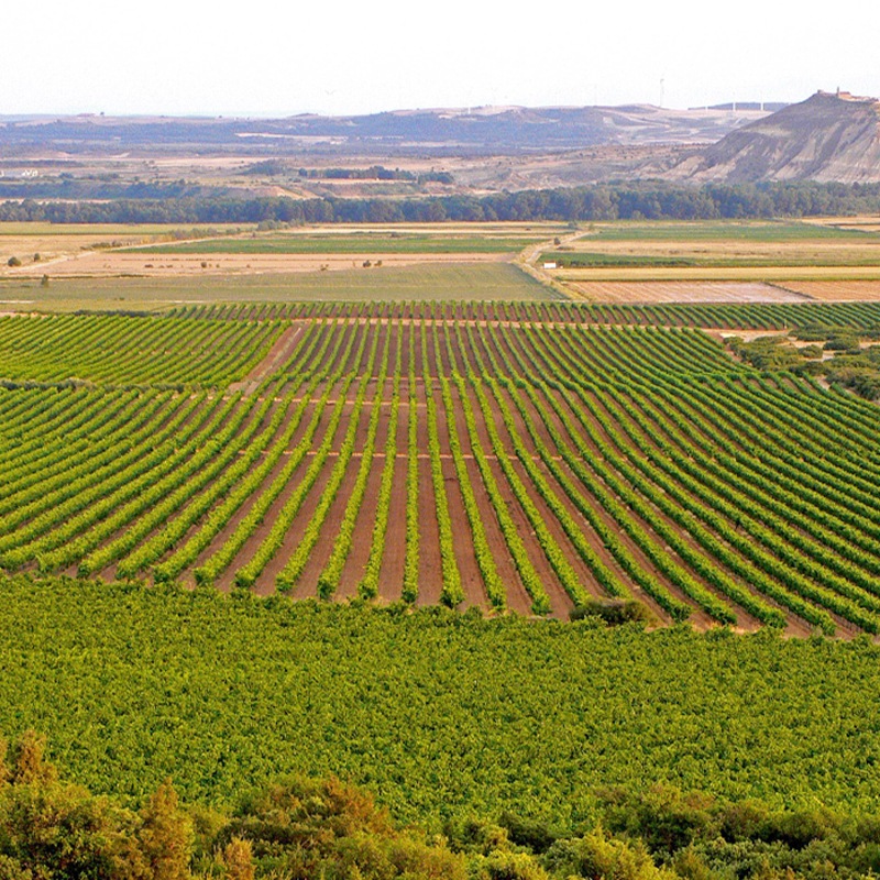 �����祢������󡦥쥻��С�Ochoa Gran Reserva