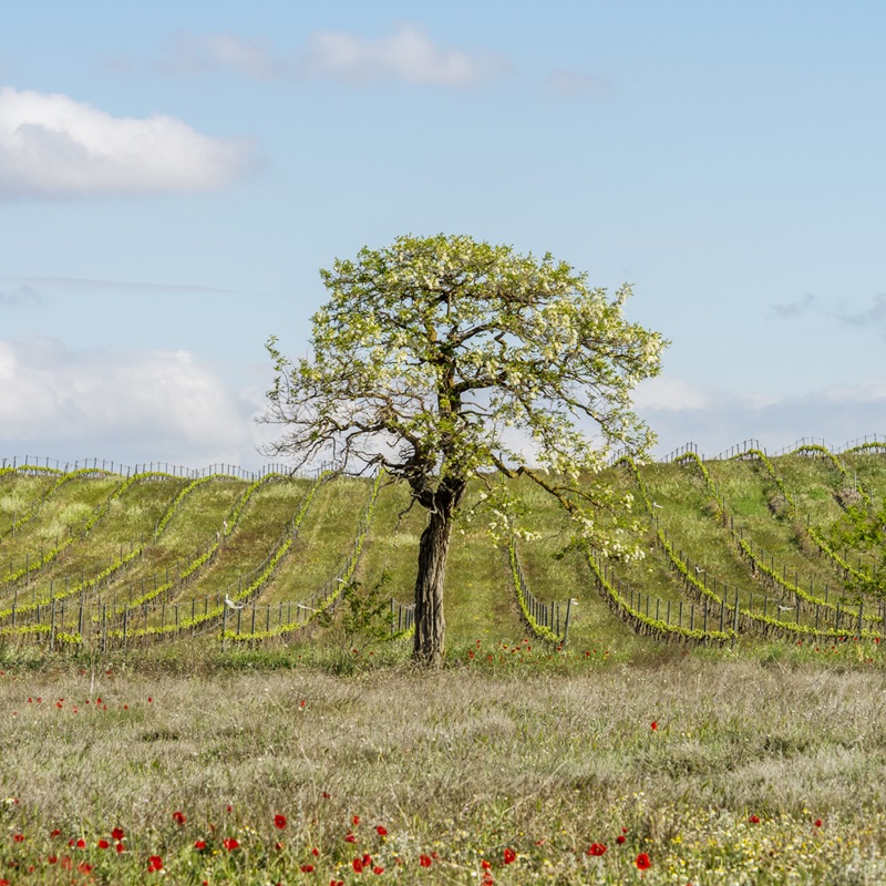 �����祢������󡦥쥻��С�Ochoa Gran Reserva