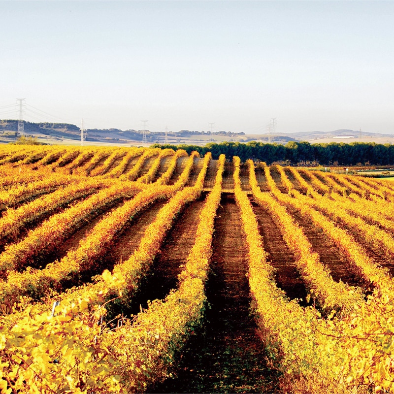 �����祢���ե��󥫡����ƥ��ۡ�Ochoa Corazon De Finca Montijo