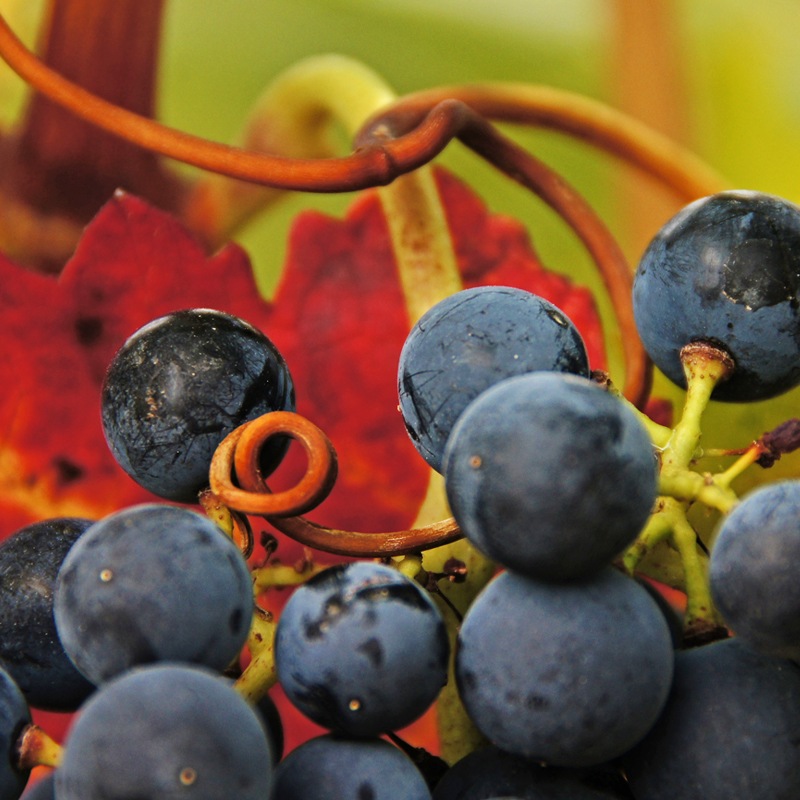 �����祢���ե��󥫡����ƥ��ۡ�Ochoa Corazon De Finca Montijo