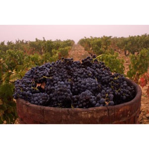 �ȥ�ɥ˥����ƥ���ȡ�����󡦥쥻��� 1973��Tondonia Tinto Gran Reserva 1973