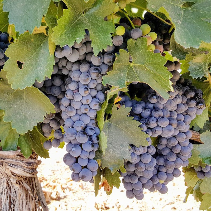 륹쥻СArzuaga Reserva