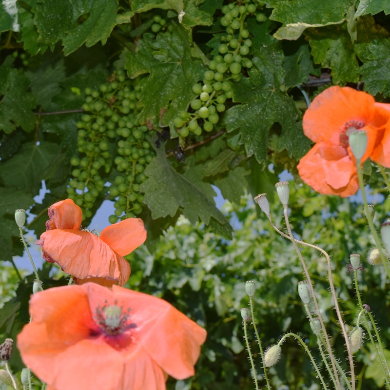 ��ǥ饹���ǥ롦�Υ�ơ��ƥ���ȡ�Laderas del Norte