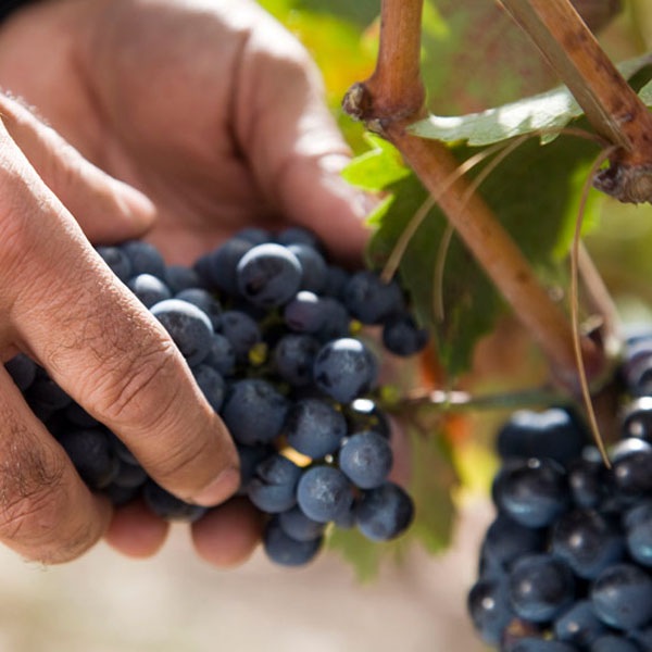 200إƥȡ󡦥쥻С200 Monges Tinto Gran Reserva