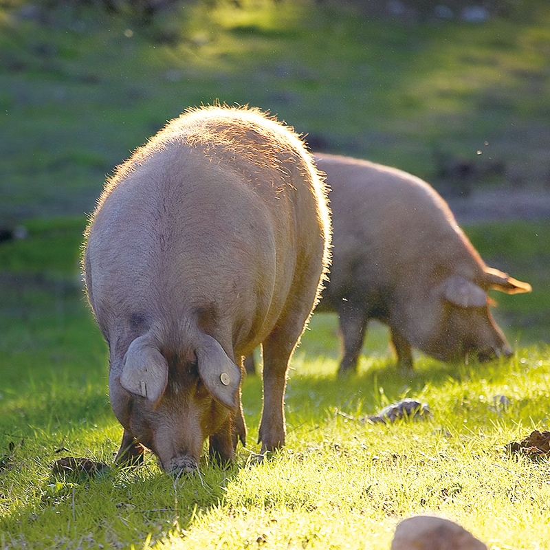 MONTARAZ ���٥ꥳ�ڥץ�� �� ���ܡ��ǡ�����ݡ�����ˡ�MONTARAZ Pluma Iberica Cebo de Campo