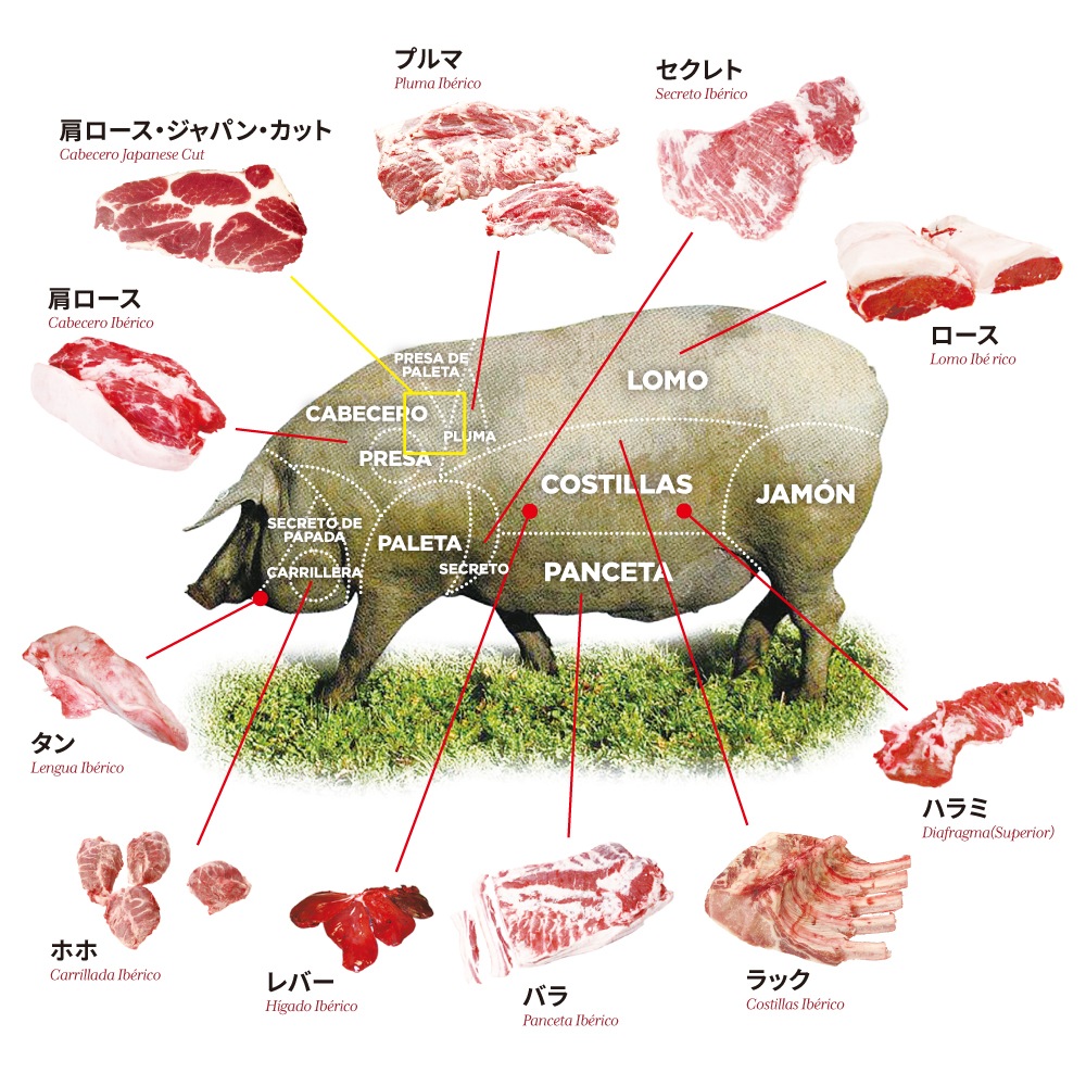 MONTARAZ ���٥ꥳ�ڥץ�� �� ���ܡ��ǡ�����ݡ�����ˡ�MONTARAZ Pluma Iberica Cebo de Campo