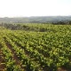 ȥ쥸硦å֥ 50 桼쥹 Torello 50 Lliures