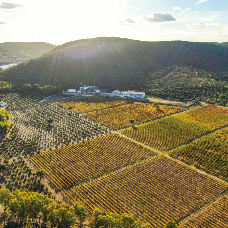 ǥǥ롦ꥵ ٥͡˥Dehesa del Carrizal Cabernet Sauvignon