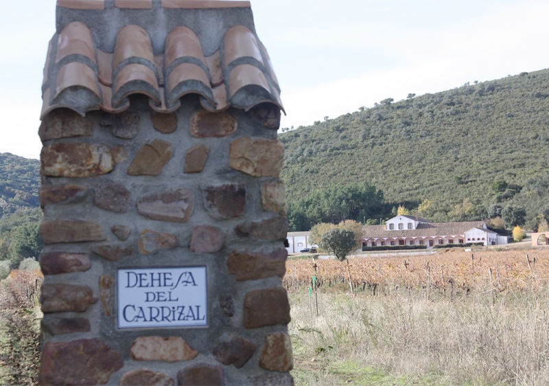 ǥǥ롦ꥵ ٥͡˥Dehesa del Carrizal Cabernet Sauvignon