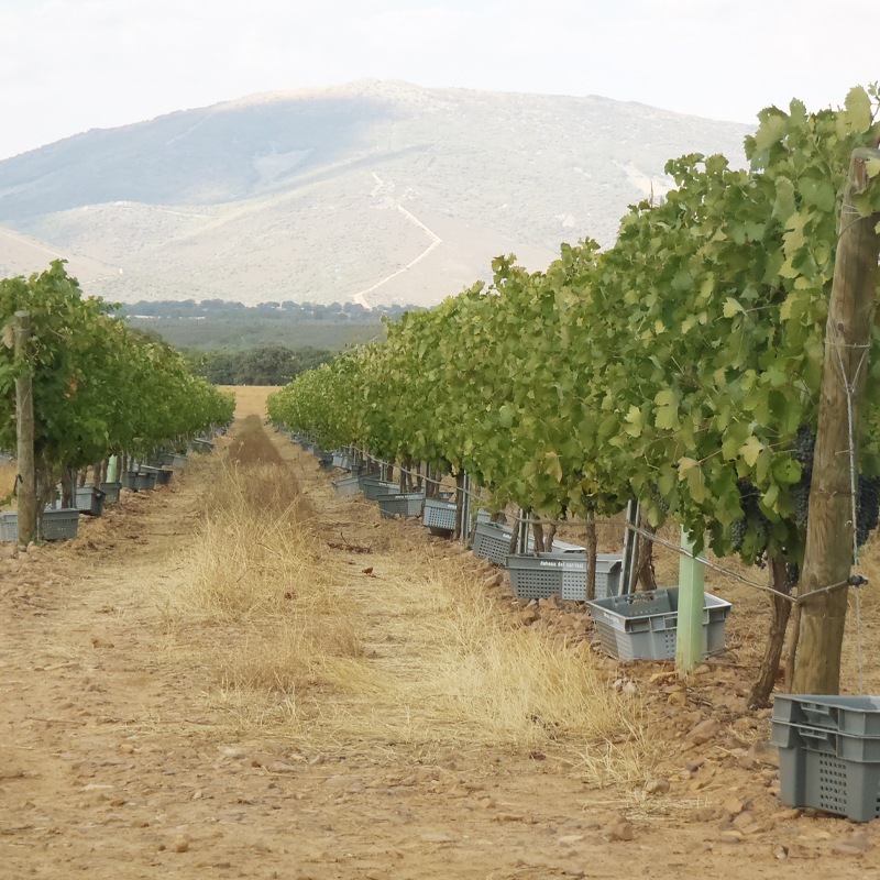 ǥǥ롦ꥵ롦顼Dehesa del Carrizal Syrah