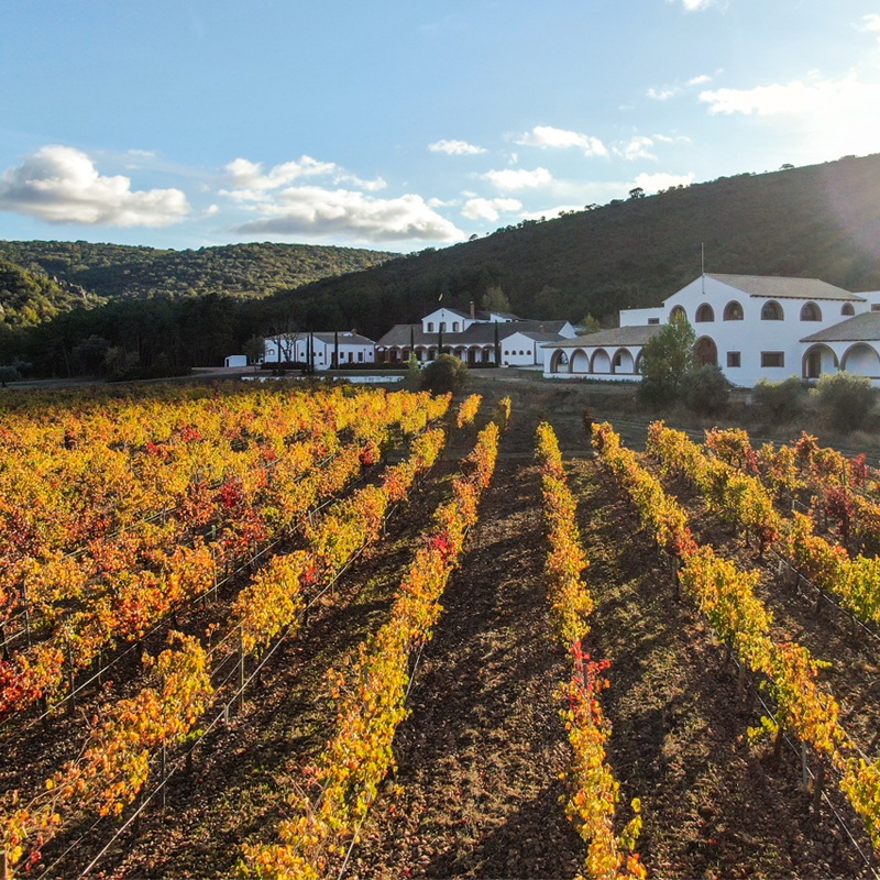 ǥǥ롦ꥵ롦顼Dehesa del Carrizal Syrah