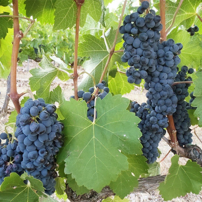 ǥǥ롦ꥵ롦顼Dehesa del Carrizal Syrah