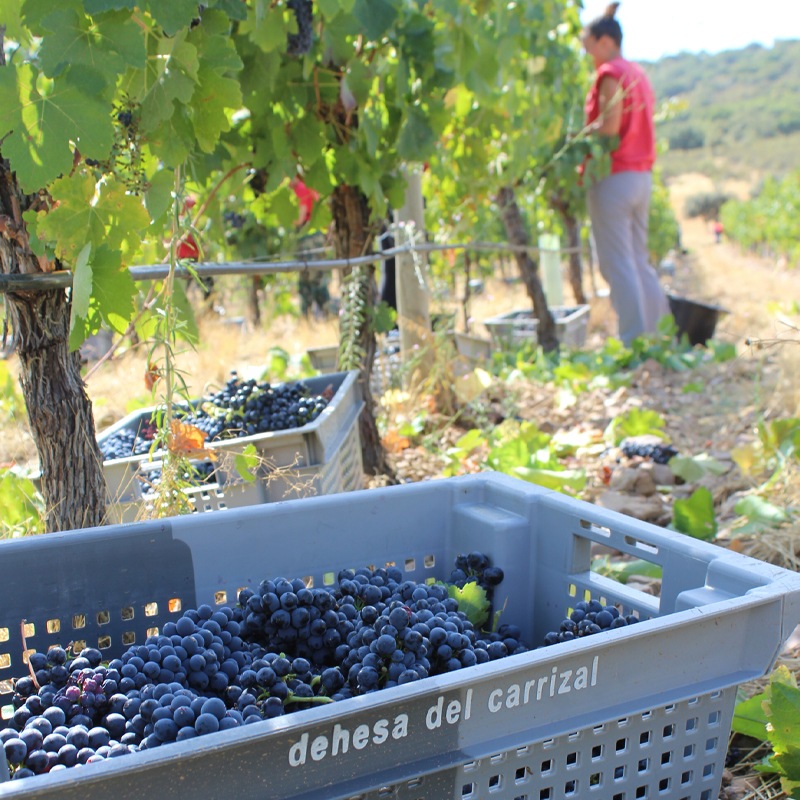 ǥǥ롦ꥵ롦ƥꥨ롦ۡDehesa del Carrizal MV