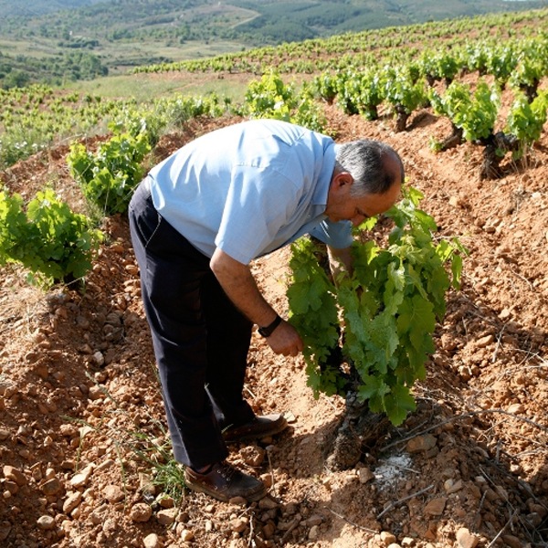 �ƥ���̥������ꥢ�󥵡�Tilenus Crianza