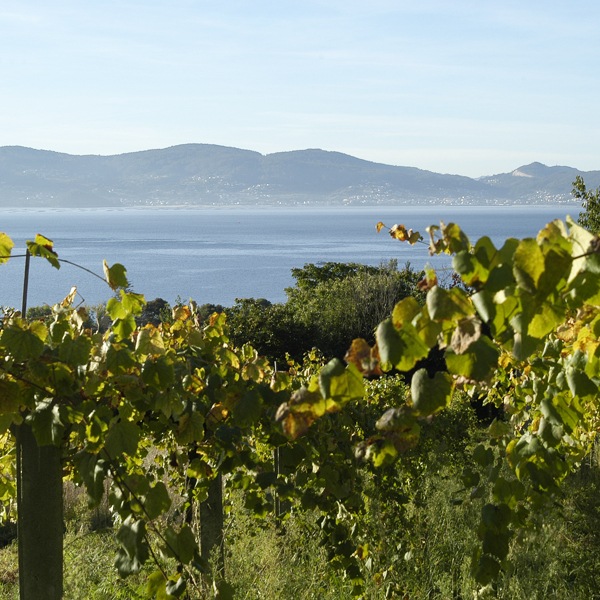 �ޡ��ƥ��󡦥����å���Martin Codax